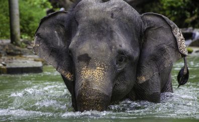 Asian elephant, river, big animal