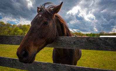 Fence, brown horse, head