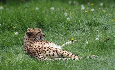 Cheetah predator grass lies