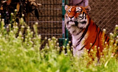 Tiger, big cat, meadow, stare