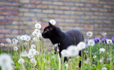Black kitten, cat, plants, park