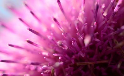 Pink flower, macro, pollen