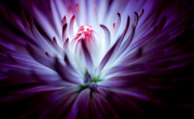 Purple flower, close up