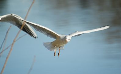 Seagull brid, fly, water bird