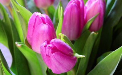 Tulips, blossom, pink flowers