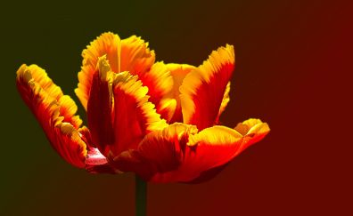 Tulip, parrot tulips flower, close up