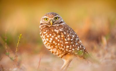 Owl, predator, bird, wildlife