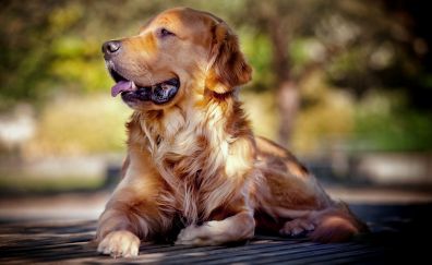 Golden Retriever dog muzzle