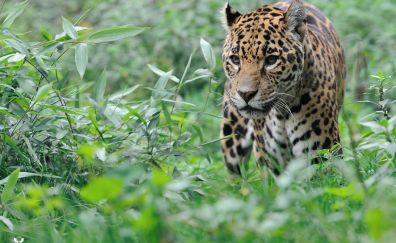 Wild Animal, Leopard, big cat, wild life, animal