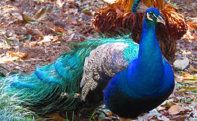 Peacock, bird, colorful