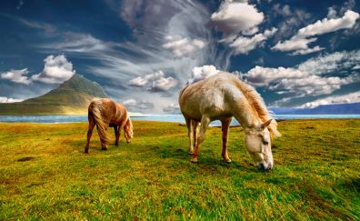 Horses grazing, landscape, clods, animal