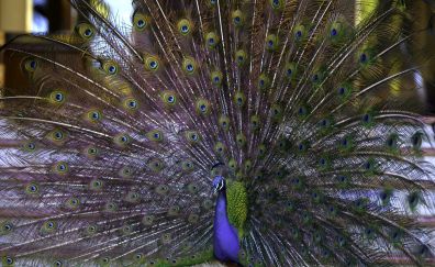 Peacock bird, dancing, feathers