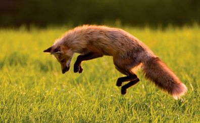 Fox jumping in grass field