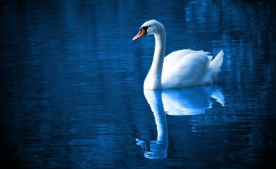 Beautiful bird, swan, reflections
