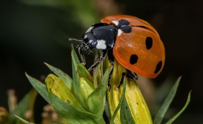 Ladybug, close up, leaves