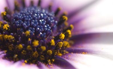 Daisy flower, pollen, macro view