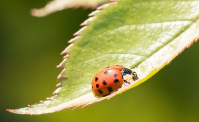 Ladybug, insect, macro, leaf