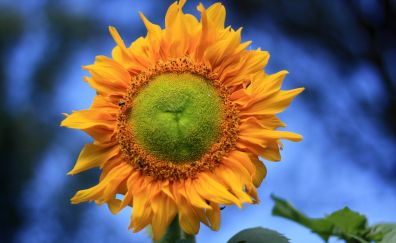 Yellow flower, sunflower, summer