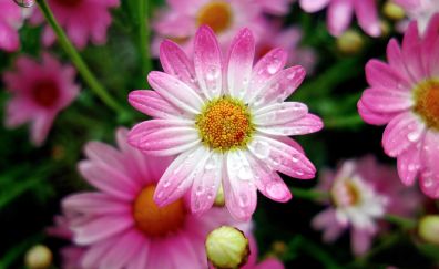 Marguerite daisy flowers