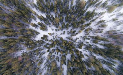 Forest, trees, winter, aerial view