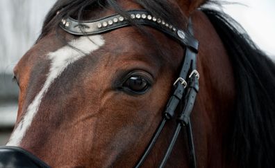 Horse head, close up, eye