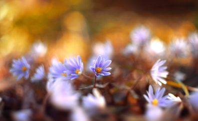Purple flowers, bokeh, spring