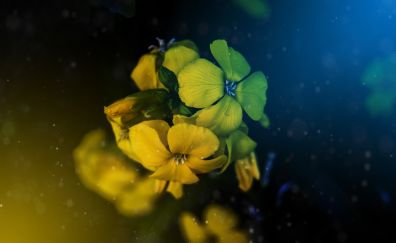 Flowers, yellow, photoshop