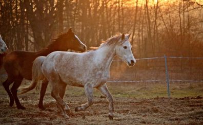 Horse, running, sunset