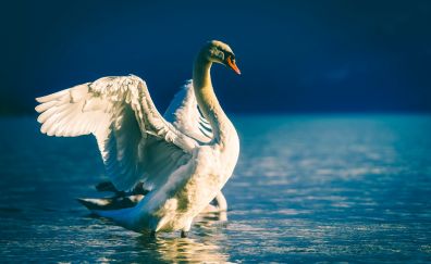 Swan bird, lake, wings