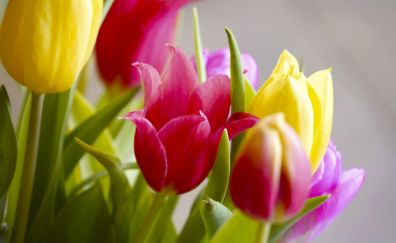 Tulip bouquet, colorful, flowers
