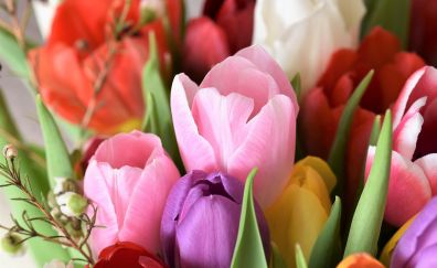 Tulips flowers, colorful flowers