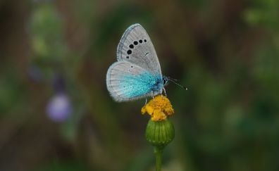 Blue butterfly, flower, insect