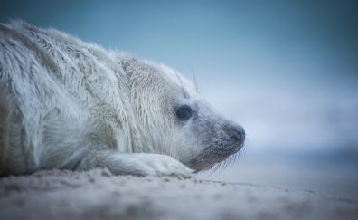 Baby Seal animal