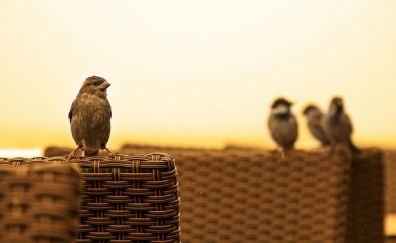 Cute sparrow birds
