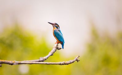Kingfisher, tree branch, colorful bird, blur