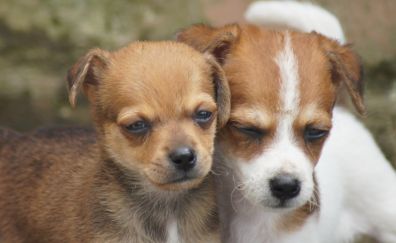 Cute small puppies, dog