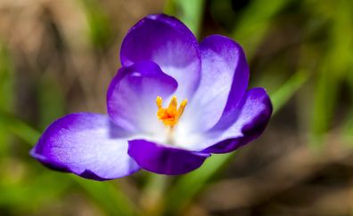 Purple crocus, petals, close up, bloom