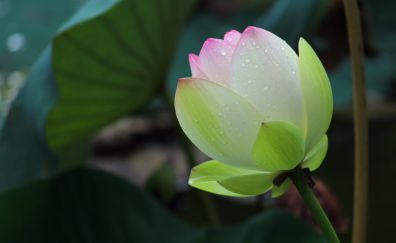 Bloom, rain, lotus bud