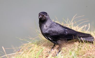 Crow, raven, blackbird