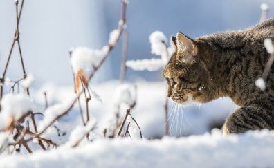Cat, winter, snow, domestic cat