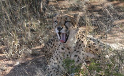 Cheetah, predator, Namibia wild life