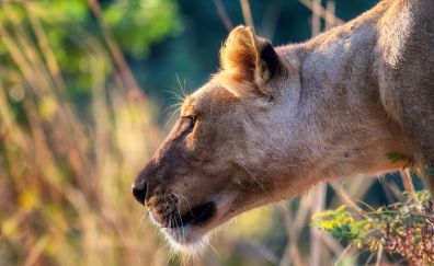 Female Lion, Lioness, predator muzzle