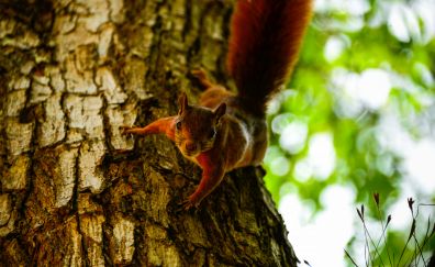 Squirrel tree climb