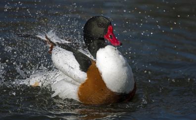 Duck bird, swim, water splashes