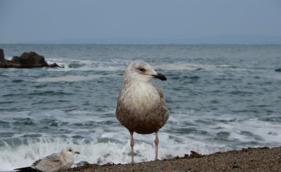 Seagull, seabird