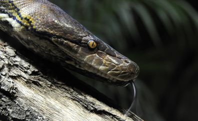 Python muzzle, reptiles