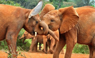 Baby elephants playing