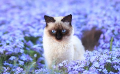 Siamese Cat, blue eyes, meadow, flowers