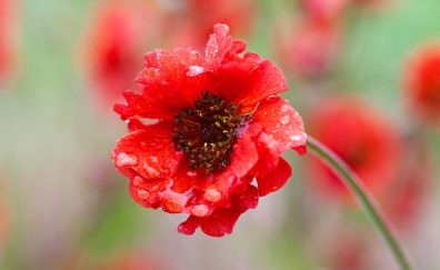 The Red Poppy flower, close up
