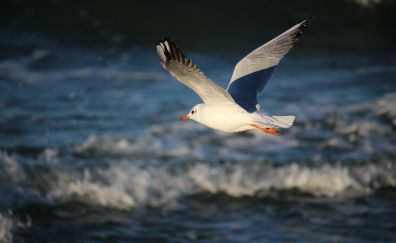 Seagull, gull, wings, water bird, fly over sea